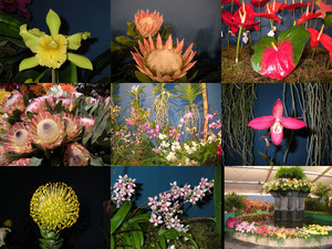 Madeira - Blumenfestival