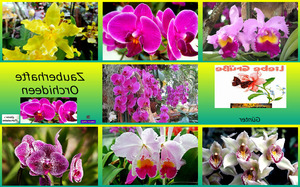 klicke hier, um die Datei herunterzuladen Zauberhafte Orchideen