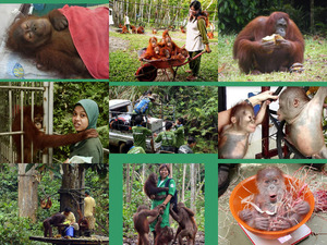 Orangutans Waisenhaus in Borneo