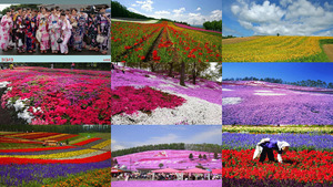Japan Blumenfelder.E.