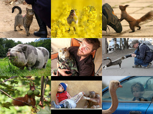 klicke hier, um die Datei herunterzuladen Excellent animal shots