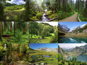klicke hier, um die Datei herunterzuladen Natur pur - Nr 31