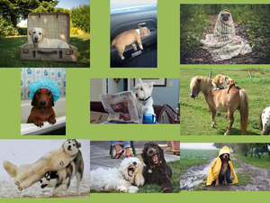 klicke hier, um die Datei herunterzuladen Hunde Urlaub