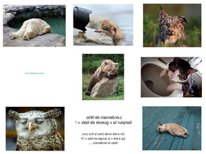 klicke hier, um die Datei herunterzuladen lustige Tierfotos