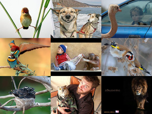 klicke hier, um die Datei herunterzuladen Excellent animal shots