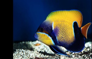 klicke hier, um die Datei herunterzuladen Exotische Fische