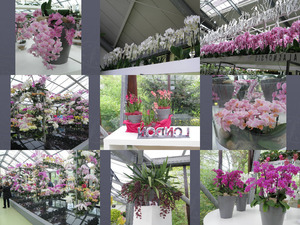 klicke hier, um die Datei herunterzuladen Orchideen - Keuckenhof