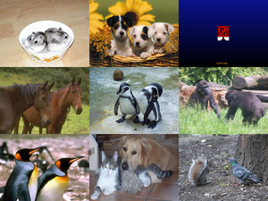 klicke hier, um die Datei herunterzuladen How Deep Is Your Love - Tiere