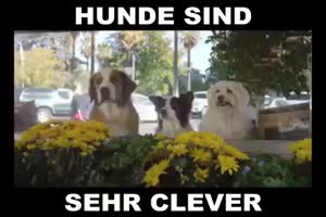 Hunde sind clever 12691069 945565478884156 346820718 n