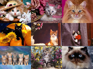 klicke hier, um die Datei herunterzuladen Katzen