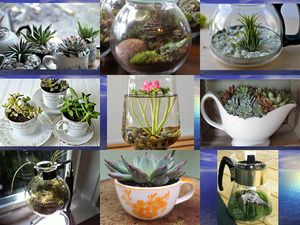 klicke hier, um die Datei herunterzuladen Kleines Terrarium selbermachen