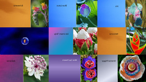klicke hier, um die Datei herunterzuladen Fleurs originales - blumen - lucienne daeninckx
