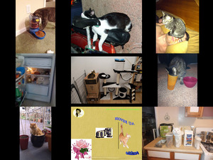 klicke hier, um die Datei herunterzuladen Katzen - die Sterne im Web