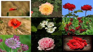Images ... HDRI 57 - Les Fleurs - Blumen - C. Gerard