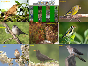 klicke hier, um die Datei herunterzuladen Fluitende vogels ge
