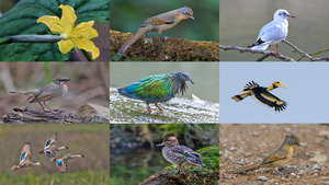 klicke hier, um die Datei herunterzuladen Fauna und Flora