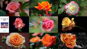 Wallpapers H. D. - Roses - C. Gerard