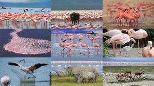 Kenya Flamingos