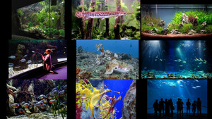klicke hier, um die Datei herunterzuladen Aquarium