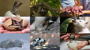 klicke hier, um die Datei herunterzuladen Tierbilder zum Anschauen.E.