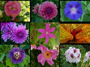 klicke hier, um die Datei herunterzuladen Beautiful Flowers - Anna Cummings