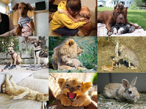 klicke hier, um die Datei herunterzuladen Tierfreunde 46