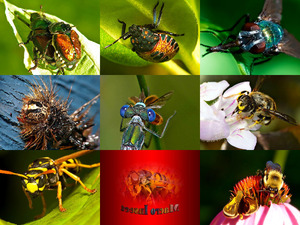 klicke hier, um die Datei herunterzuladen macroaufnahmen von insekten