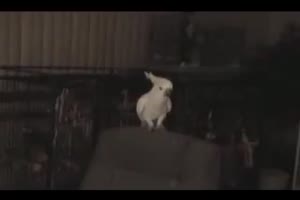 Video - Cockatoo