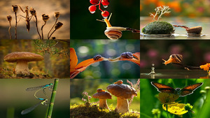 klicke hier, um die Datei herunterzuladen Schöne Naturfotos