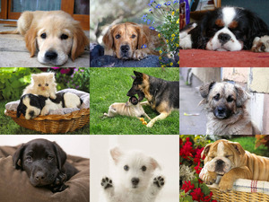 klicke hier, um die Datei herunterzuladen Hunde