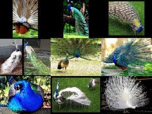 klicke hier, um die Datei herunterzuladen Der Pfau