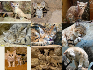klicke hier, um die Datei herunterzuladen Sandkatzen