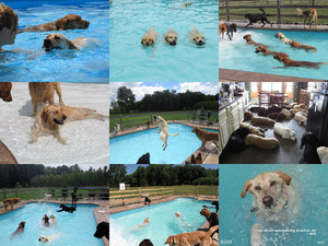 Pool fr Hunde in den USA