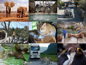 klicke hier, um die Datei herunterzuladen Tierische Momente