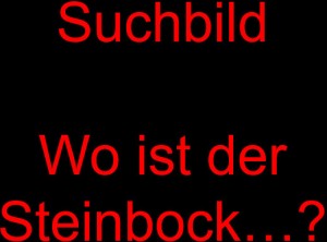klicke hier, um die Datei herunterzuladen Suchbild wo ist der Steinbock