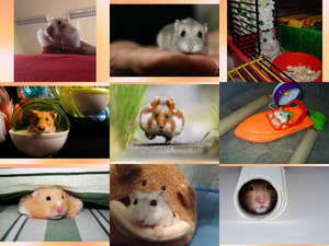 klicke hier, um die Datei herunterzuladen Entzückende kleine Hamster
