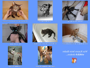 klicke hier, um die Datei herunterzuladen Was Katzen beim Baden wirklich denken