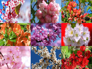 klicke hier, um die Datei herunterzuladen Frühlingsblüten