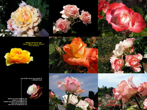 Mes Amies Les Roses (Meine Freunde die Rosen)