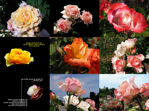 klicke hier, um die Datei herunterzuladen Mes Amies Les Roses (Meine Freunde die Rosen)