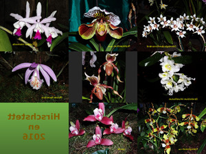 Orchideen in Hirschstetten 2016