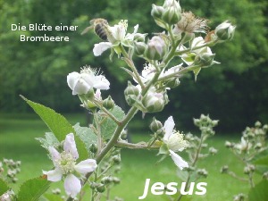 klicke hier, um die Datei herunterzuladen A268 Jesus sagt