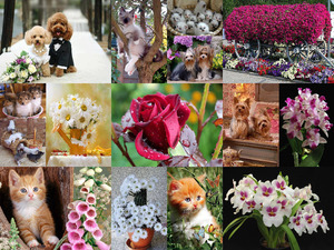 Blumen und Tiere