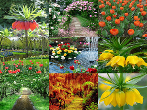 Beautiful - Garden