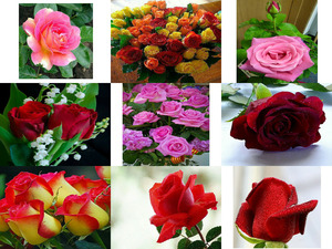 klicke hier, um die Datei herunterzuladen Beautyful Rosen