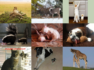 klicke hier, um die Datei herunterzuladen Entzückende Babytiere
