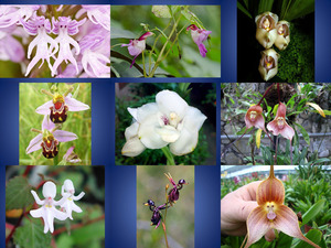 klicke hier, um die Datei herunterzuladen Orchideen