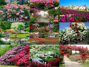 Beautiful-Garden