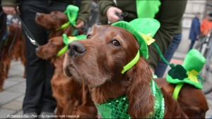 ST.PATRICK'S DAY Vienna