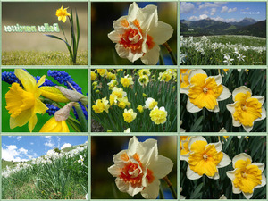 klicke hier, um die Datei herunterzuladen Belles Narcisses - Schöne Narcissen